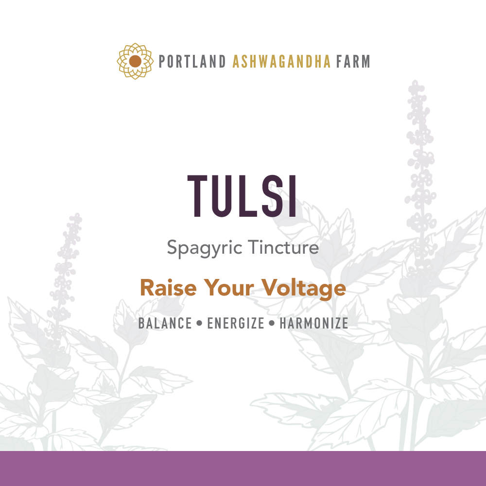 Tulsi - Spagyric Tincture