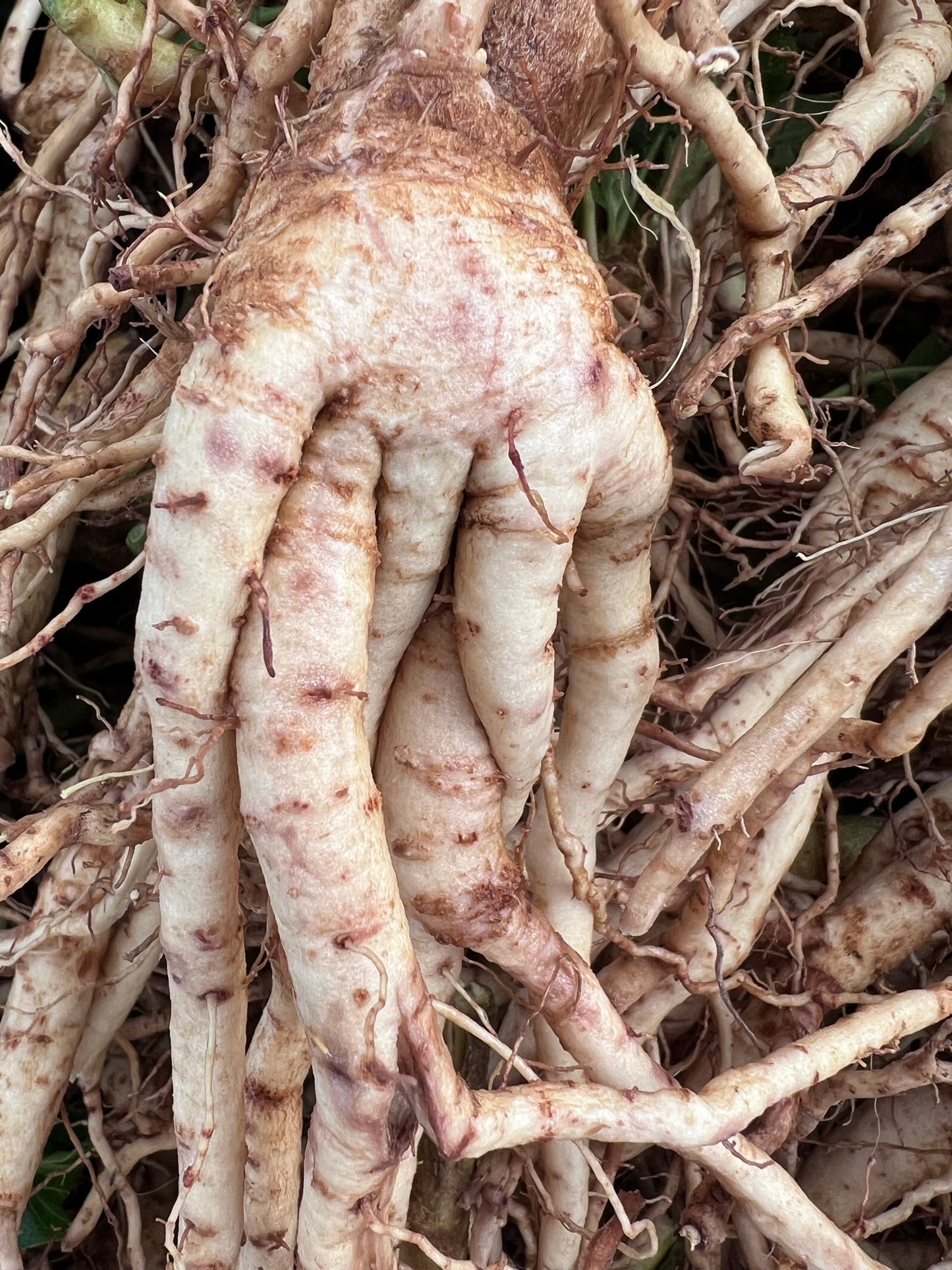 Ashwagandha - Fresh Spagyric Tincture