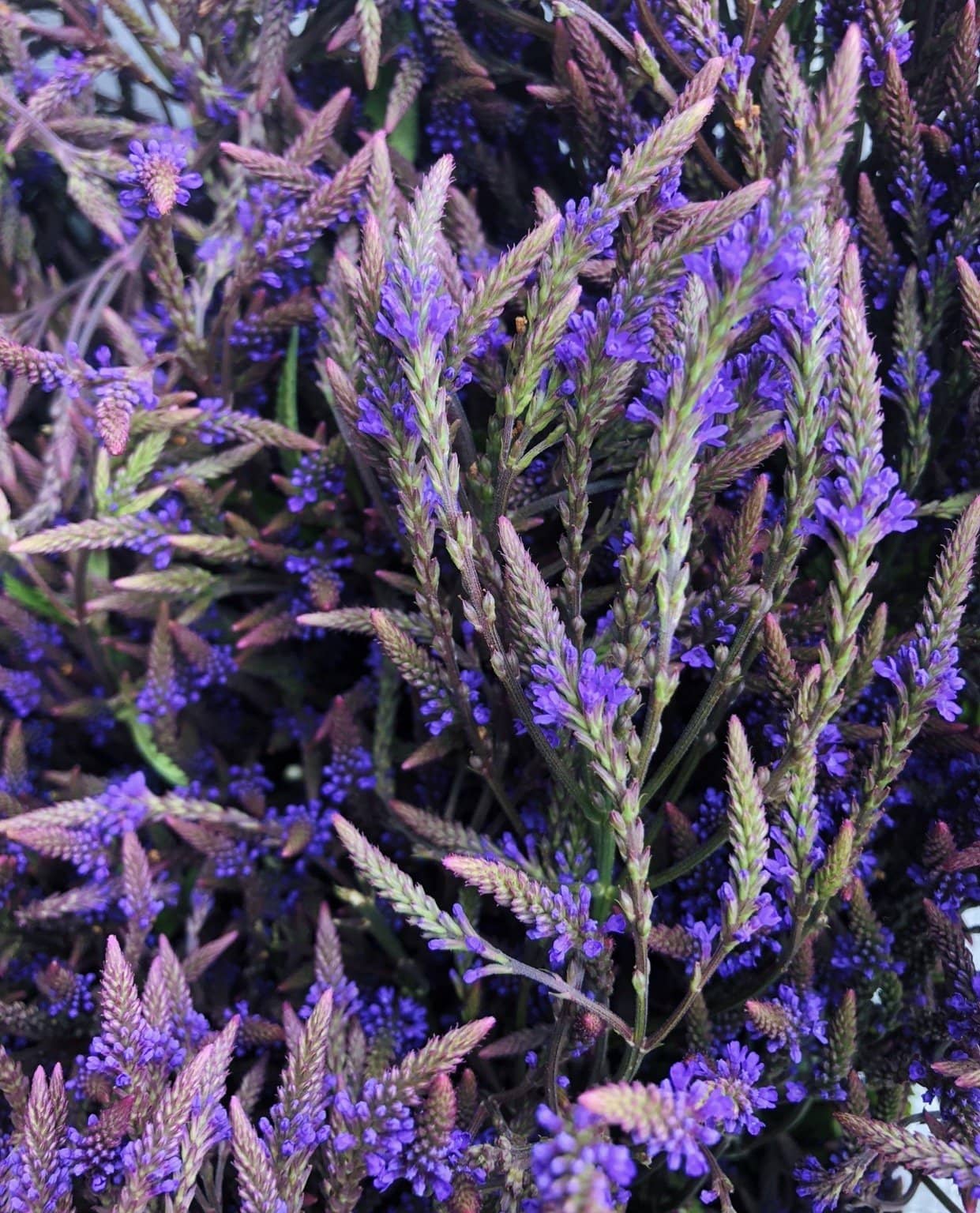 Blue Vervain - Fresh Spagyric Tincture Blue Vervain - Fresh Spagyric Tincture Blue Vervain - Fresh Spagyric Tincture