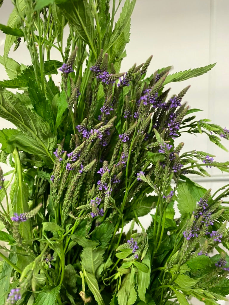 Discover the Magic of Blue Vervain