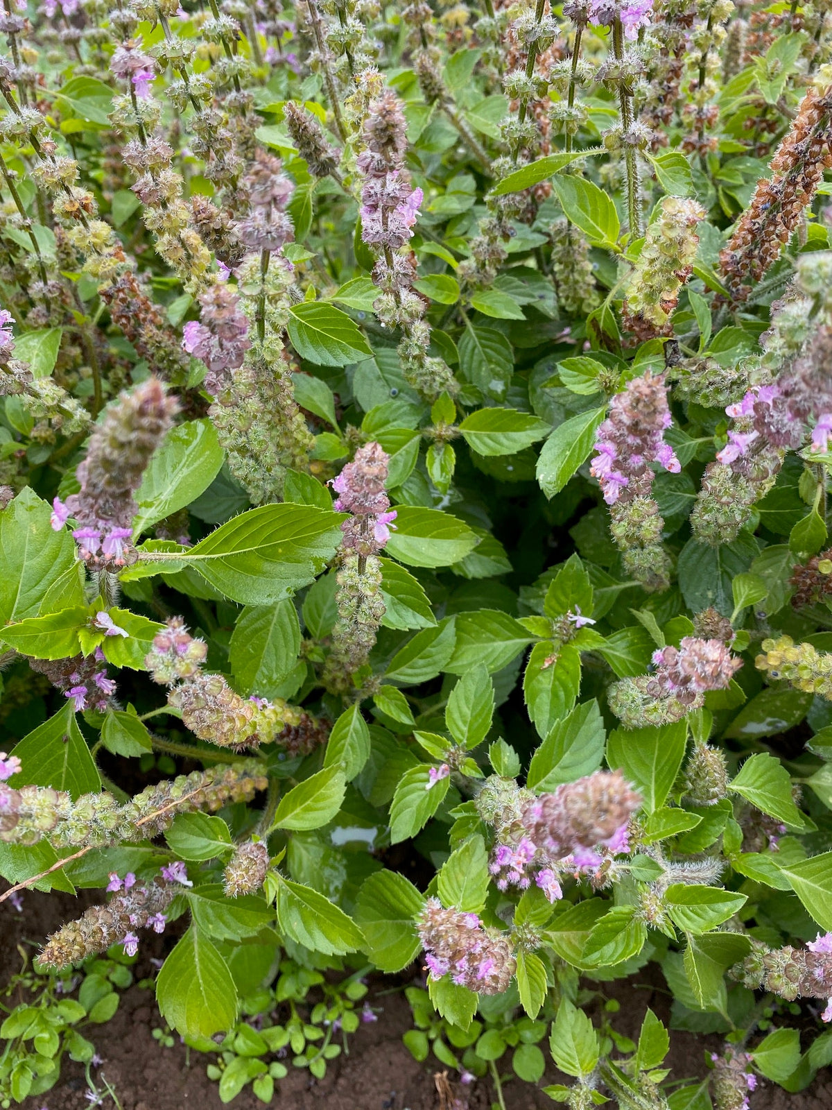 Tulsi (Holy Basil) flowering in the field at Portland Ashwagandha Farm