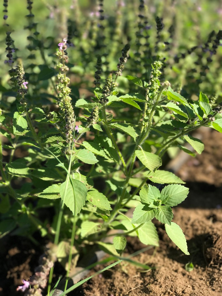 Ashwagandha vs Tulsi: The Root and the Crown