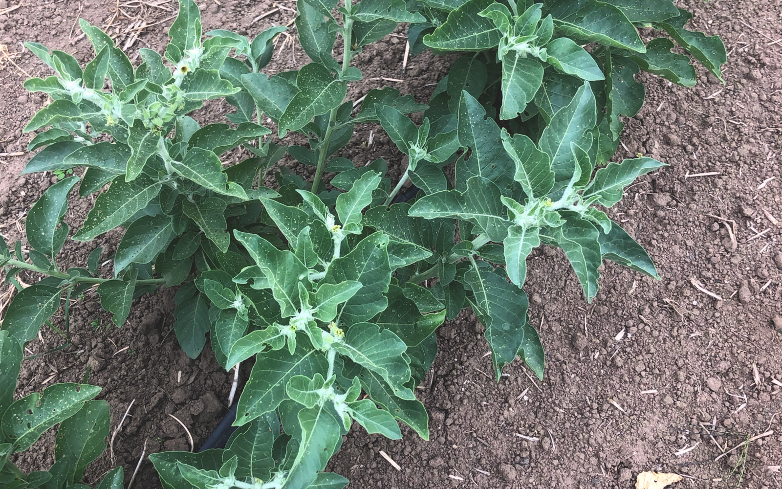 Young ashwagandha plants growing in the summer field — roots thickening unseen beneath
