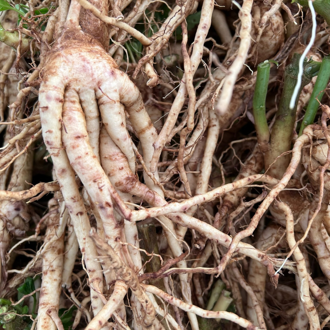 The Yin and Yang of Ashwagandha: Balance in a Bottle