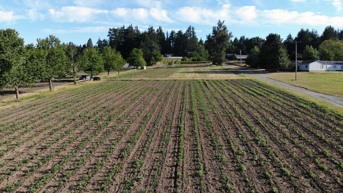 Portland Ashwagandha Farm fields from above