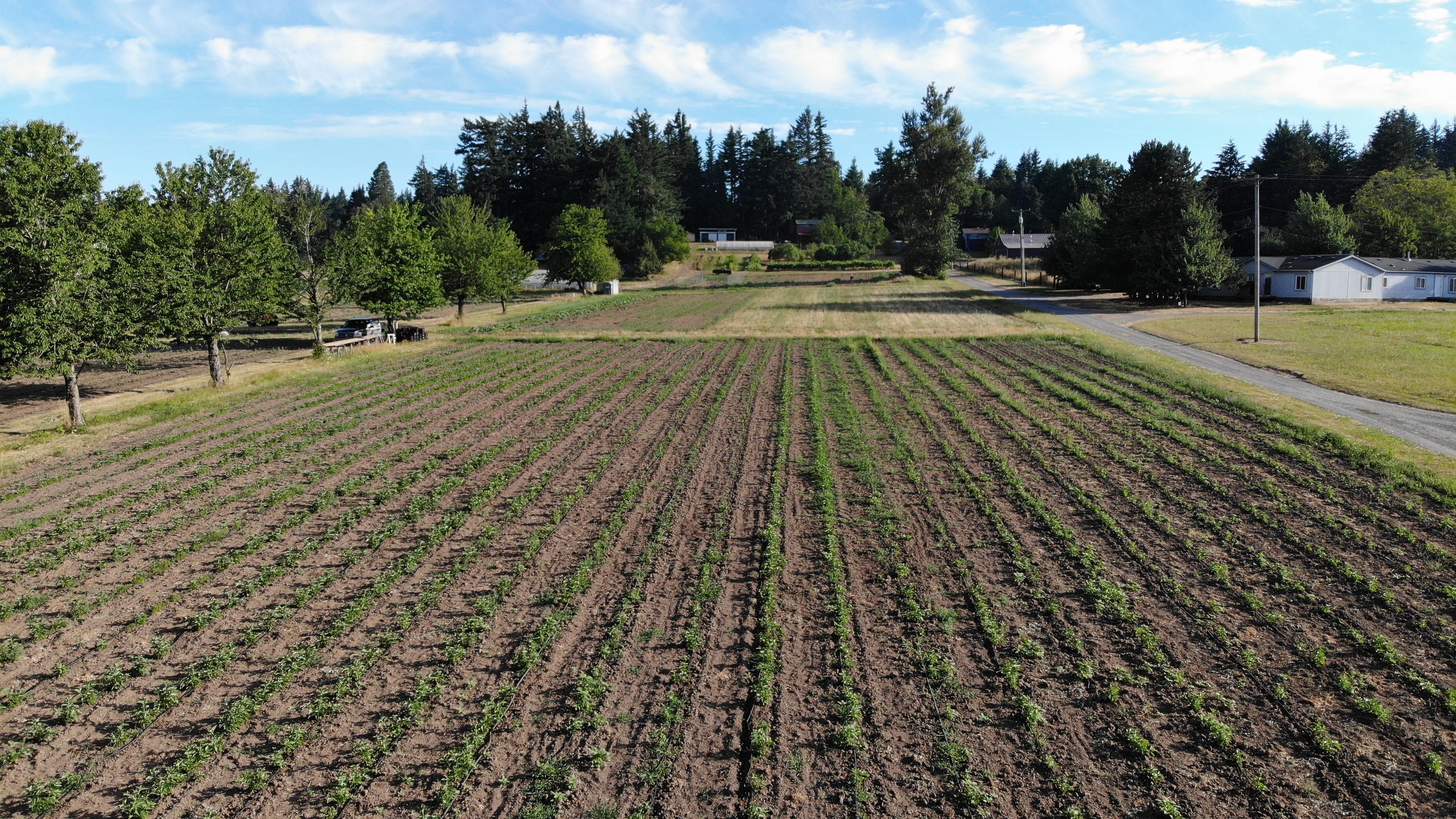 Portland Ashwagandha Farm fields from above
