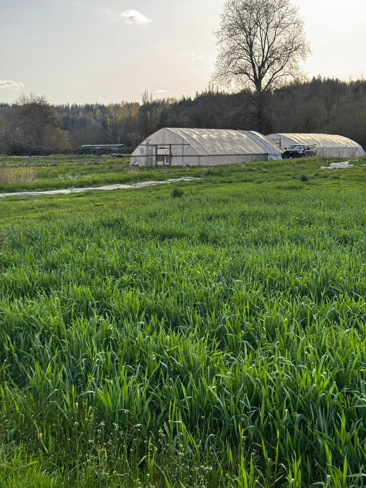 Portland Ashwagandha Farm fields in spring