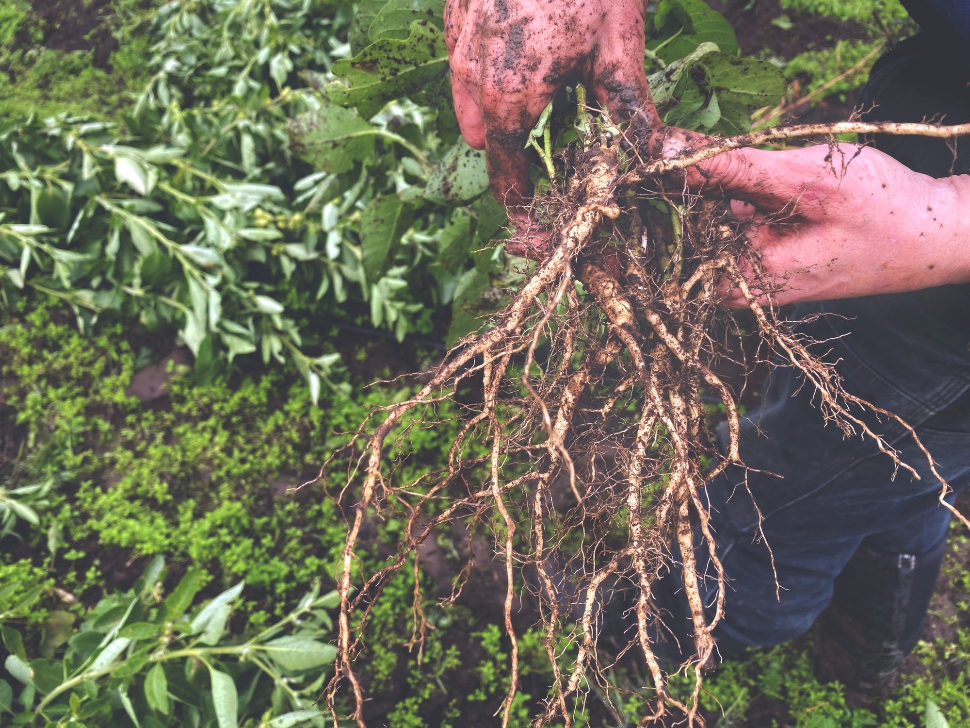 Freshly harvested ashwagandha root held in muddy hands at Portland Ashwagandha Farm