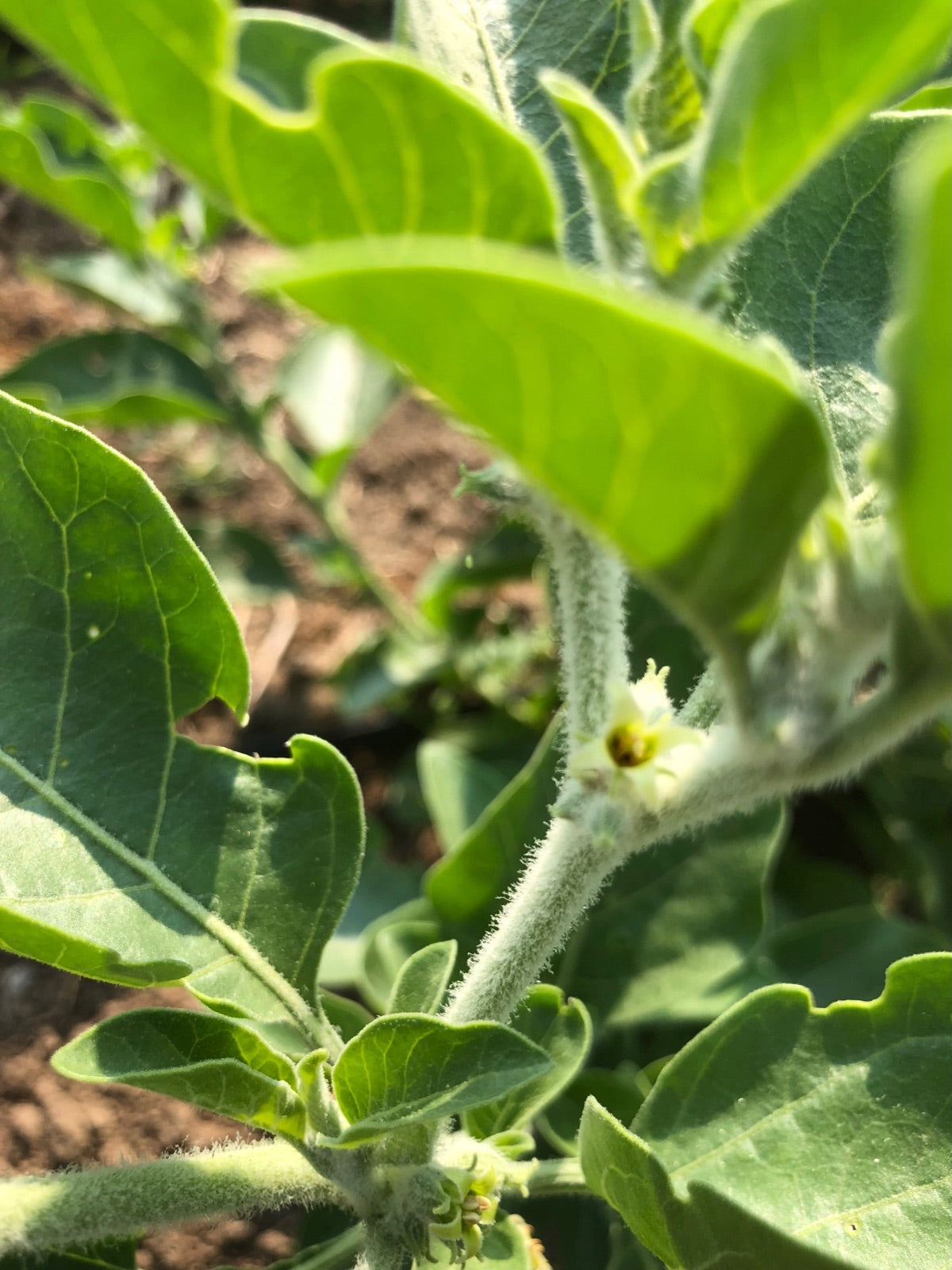 Ashwagandha flowering in the field at Portland Ashwagandha Farm, late July