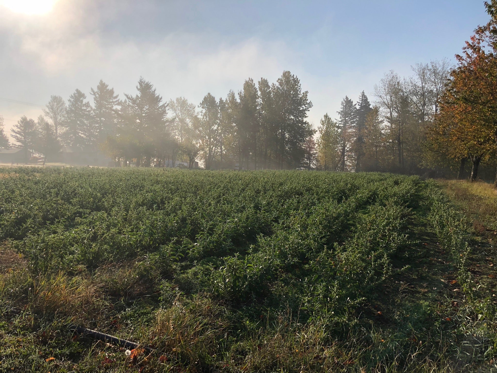 Morning mist lifting off the ashwagandha field at Portland Ashwagandha Farm, sun breaking through the trees
