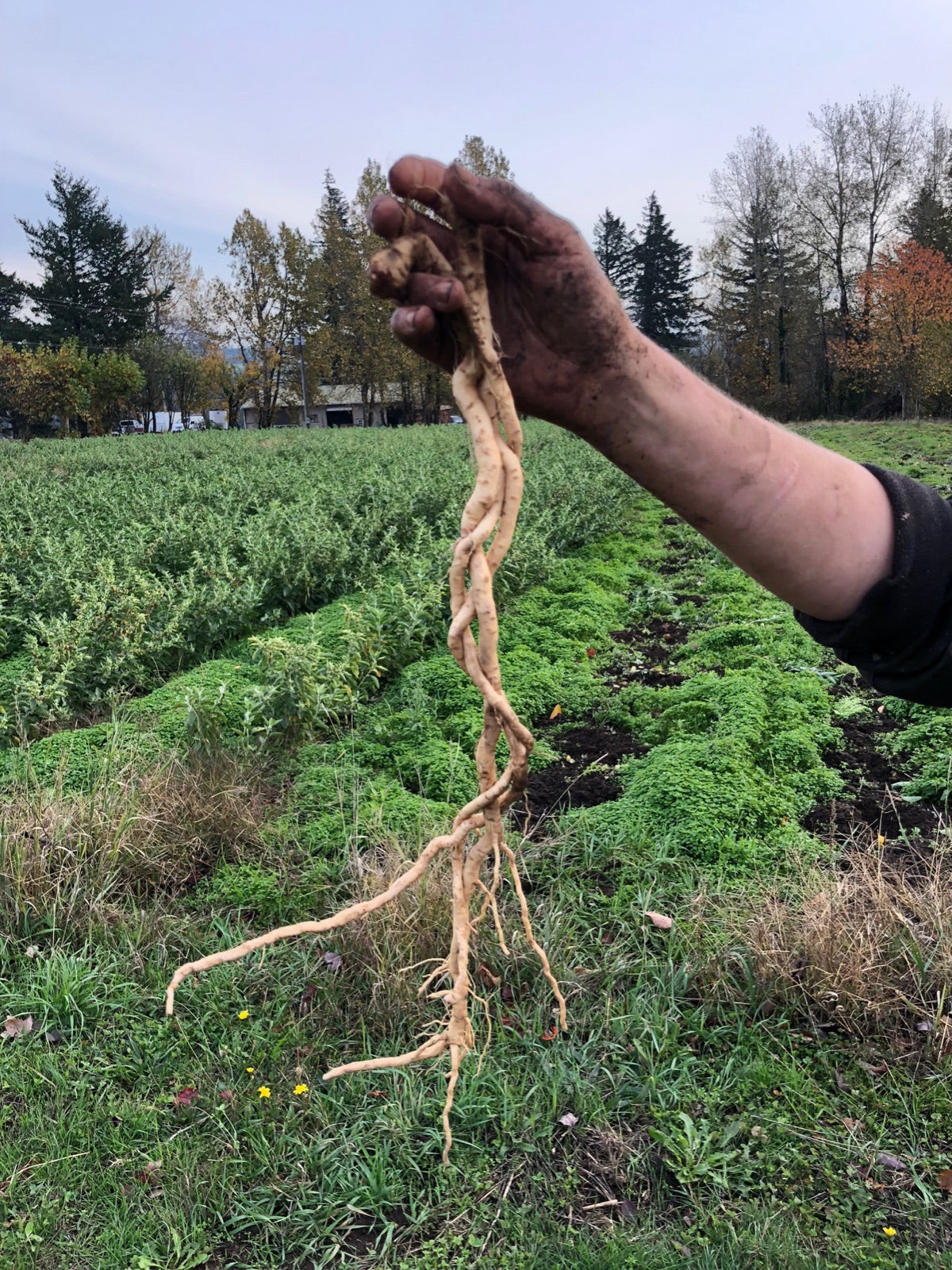 A freshly dug ashwagandha root held in a soil-covered hand at Portland Ashwagandha Farm