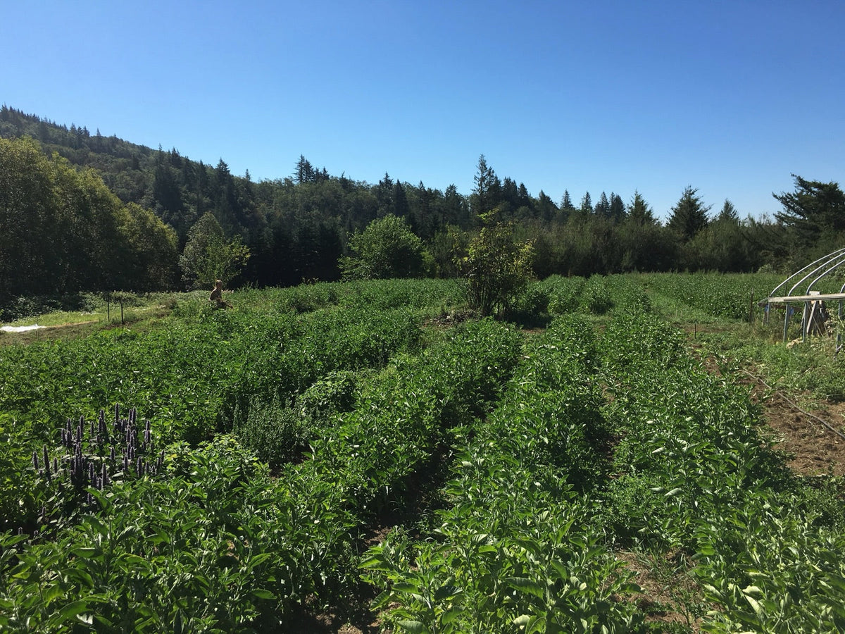 Rows of ashwagandha plants under a blue summer sky at Portland Ashwagandha Farm