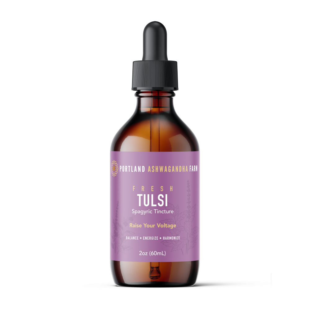 Tulsi Spagyric Tincture — the bright plant friend for the Sturgeon Moon