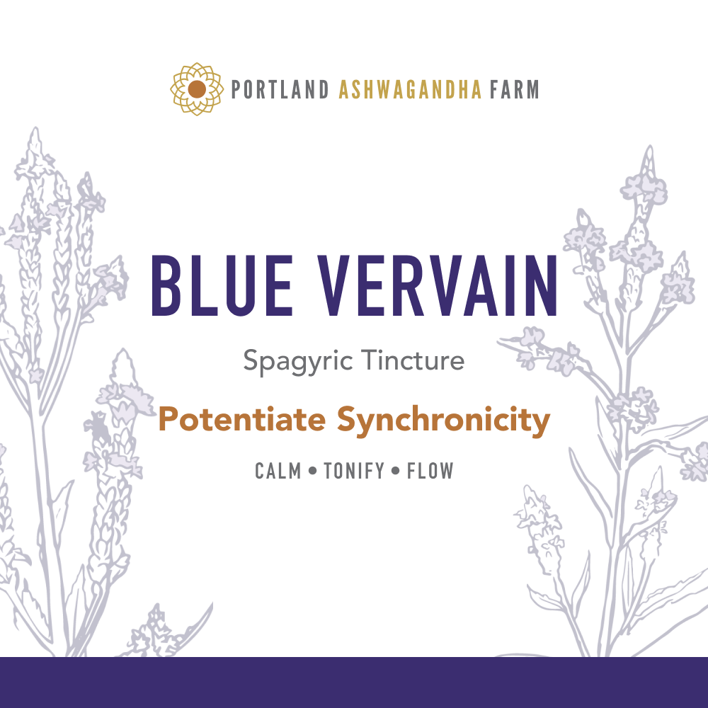 Blue Vervain - Fresh Spagyric Tincture