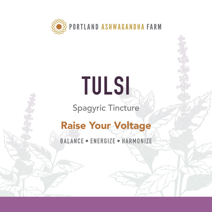Tulsi - Fresh Spagyric Tincture