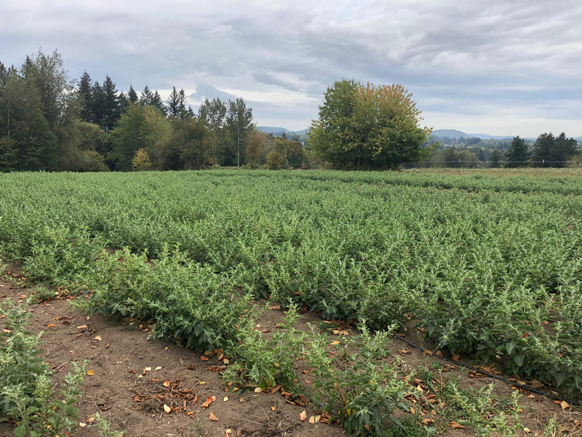 Ashwagandha growing in the field at Portland Ashwagandha Farm