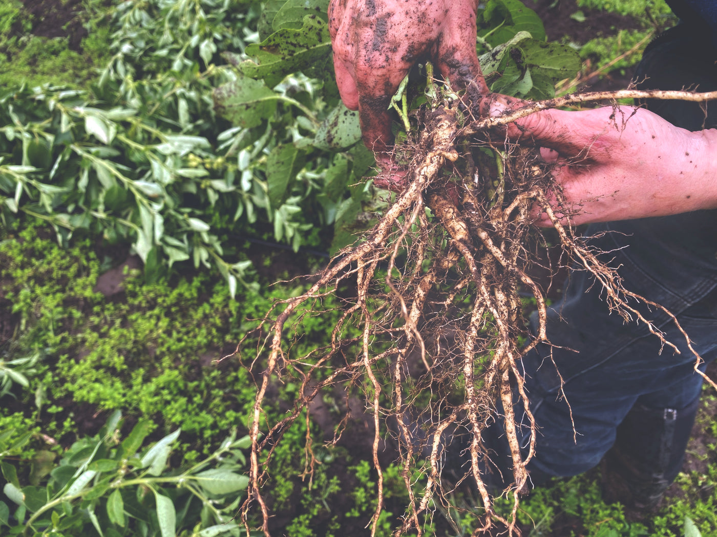 Jeff holding freshly dug ashwagandha roots at Portland Ashwagandha Farm