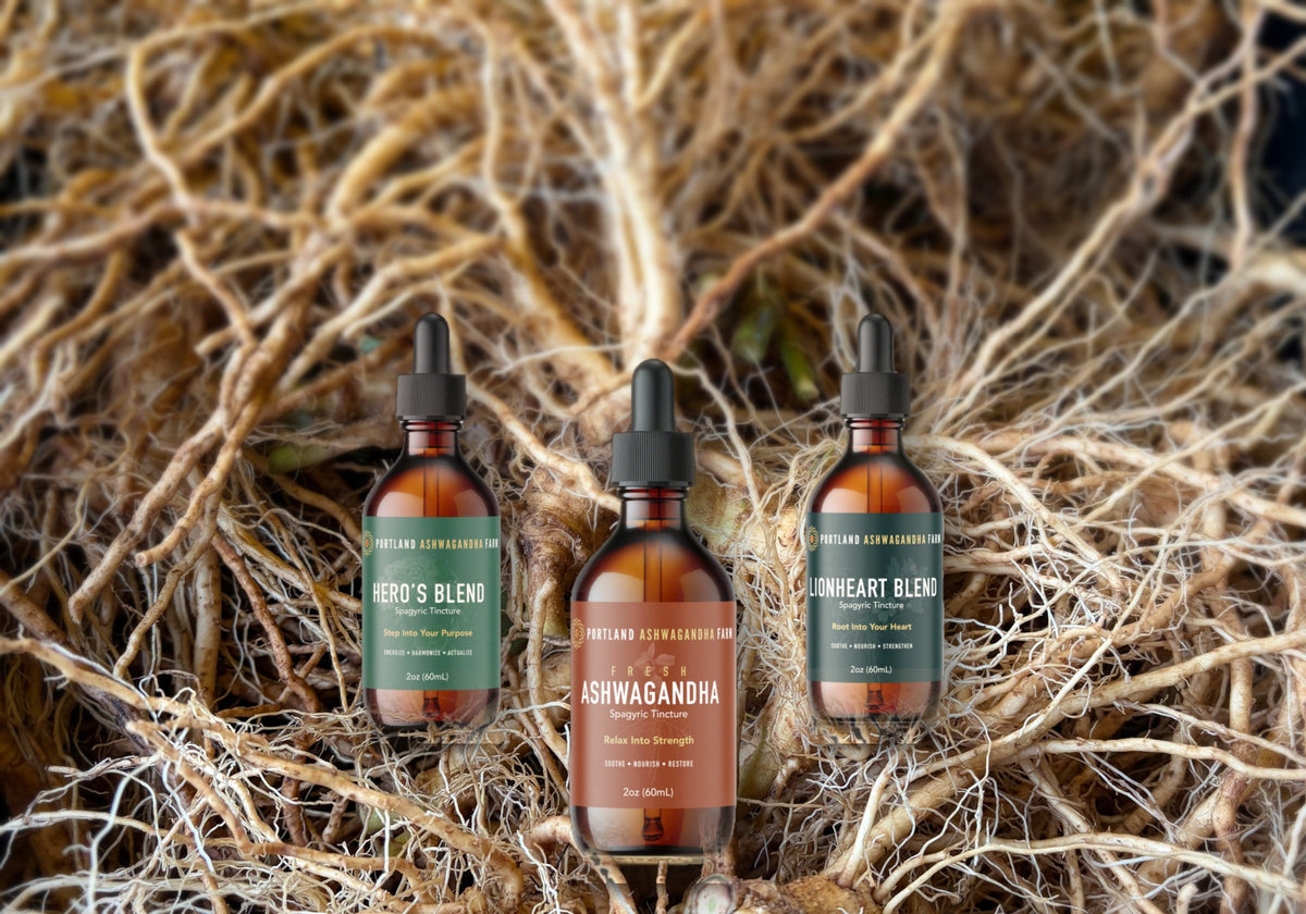 Ashwagandha, Hero’s Blend and Lionheart Blend tinctures on a pile of freshly washed ashwagandha roots, October 2026
