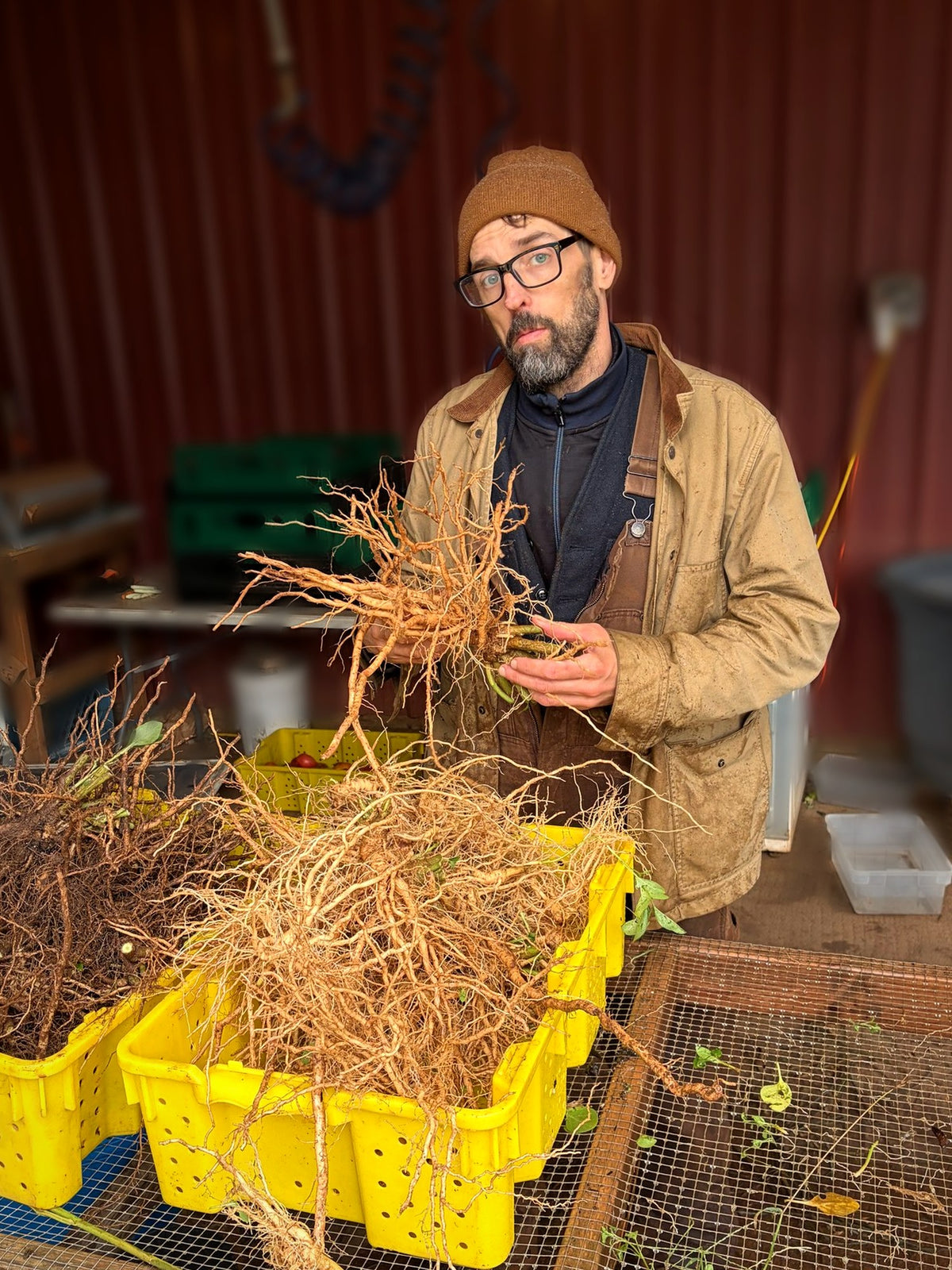 Jeff holding a freshly dug ashwagandha root ball in the barn at Portland Ashwagandha Farm, October 2026
