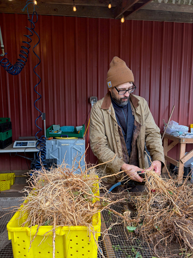 Sorting freshly dug ashwagandha roots on the barn table
