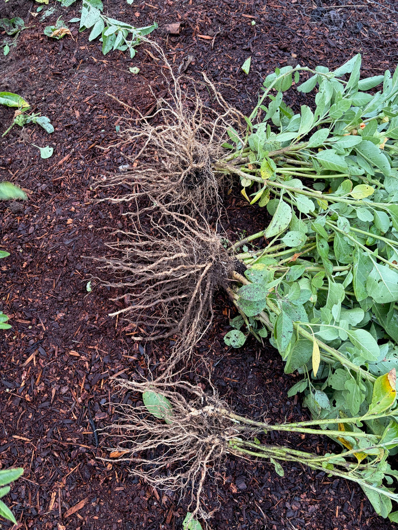 Freshly pulled ashwagandha plants with their roots exposed