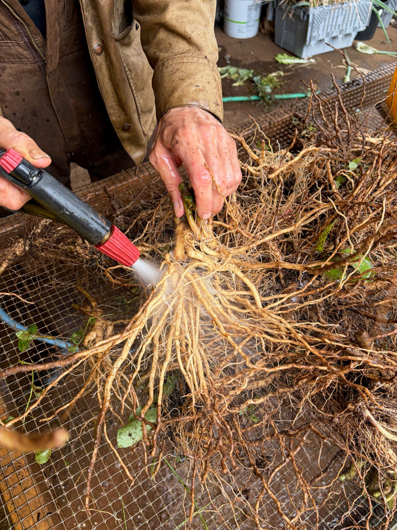 Washing a freshly dug ashwagandha root ball on the barn screen