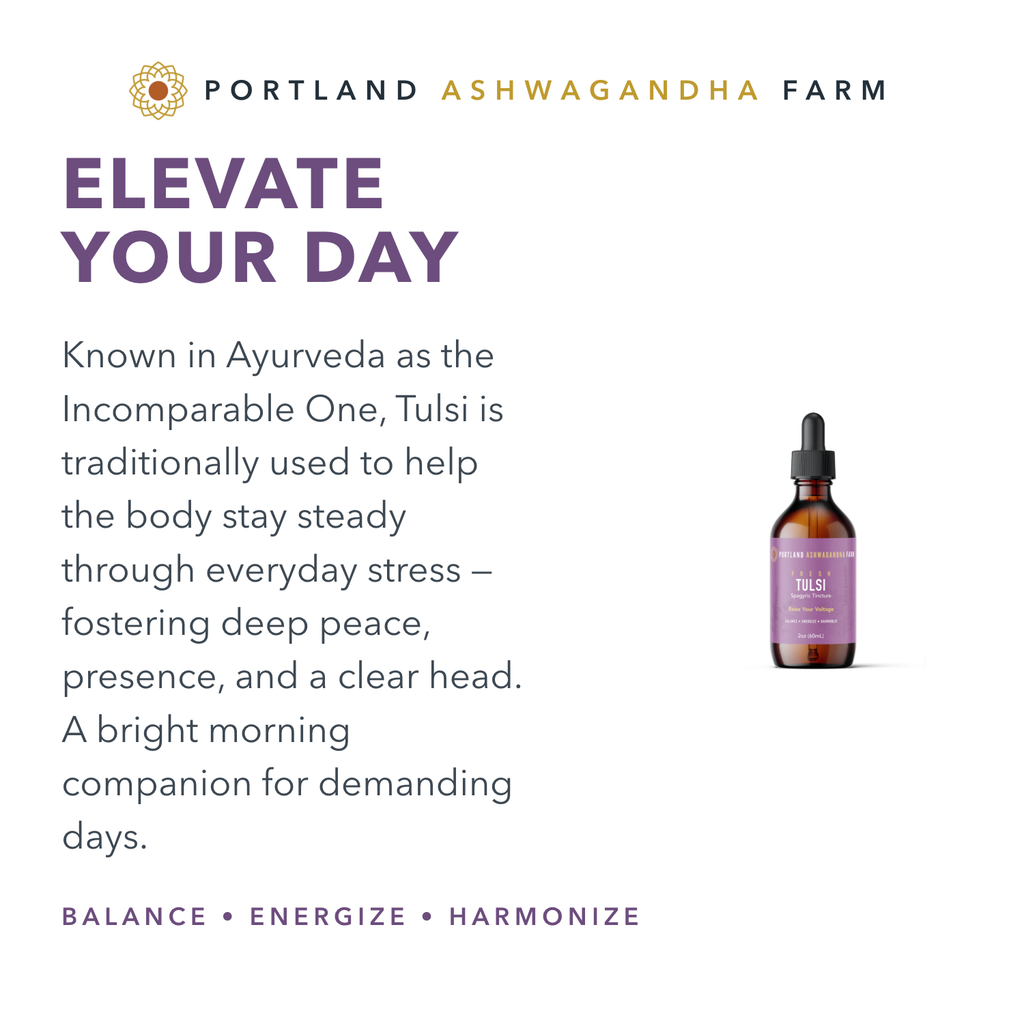 Elevate your day — Tulsi, the Incomparable One, traditionally used for steadiness through everyday stress