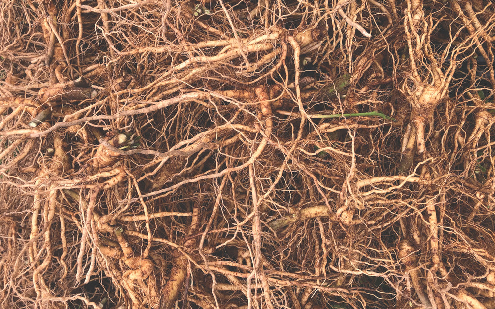 Freshly harvested ashwagandha roots at Portland Ashwagandha Farm