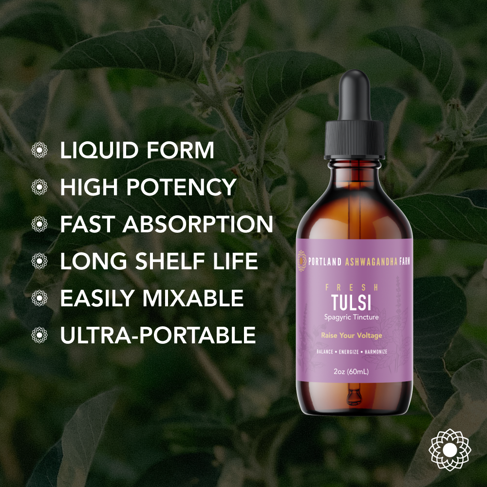 Tulsi - Spagyric Tincture