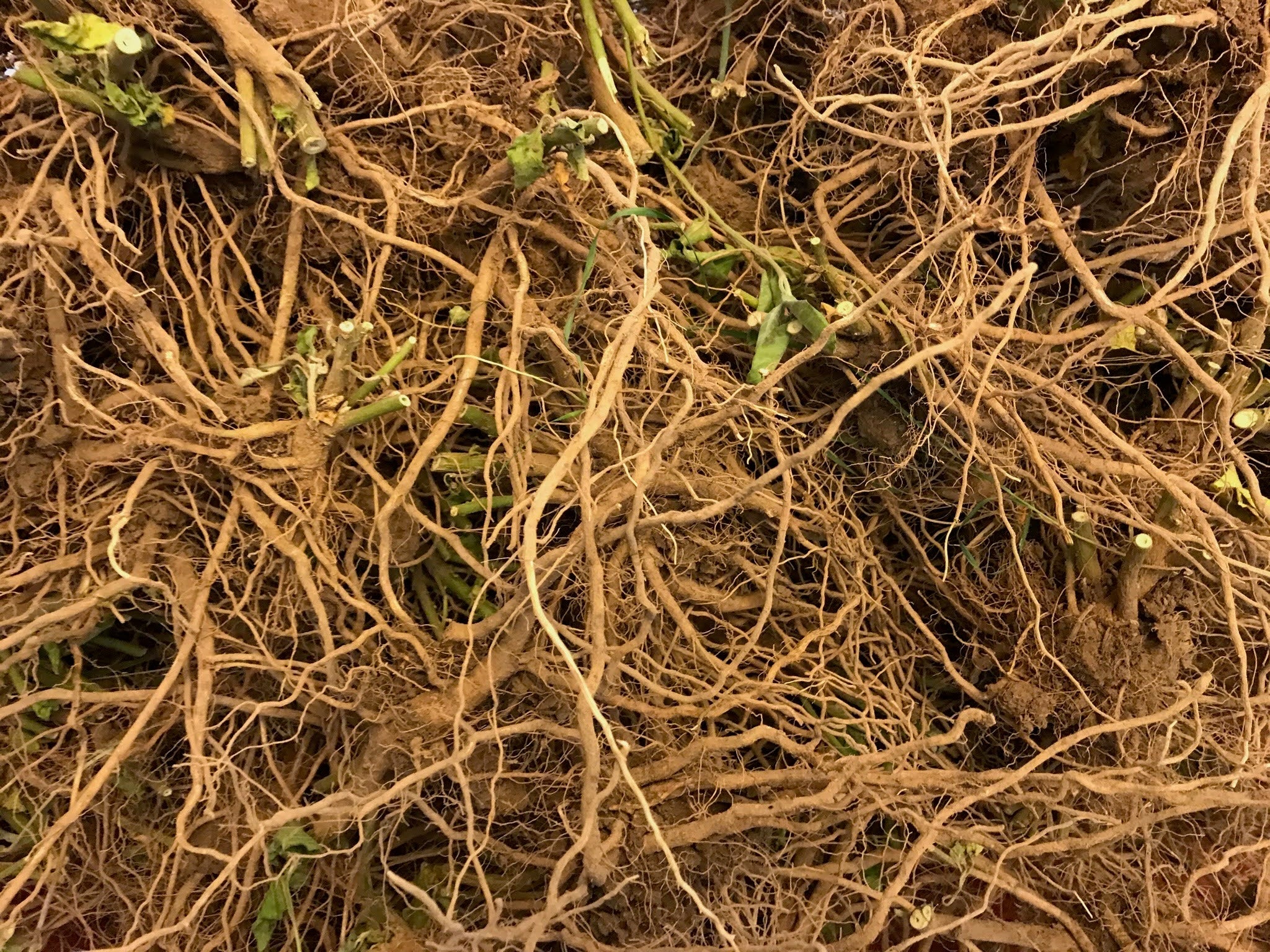 Ashwagandha plants growing on the farm in the Pacific Northwest