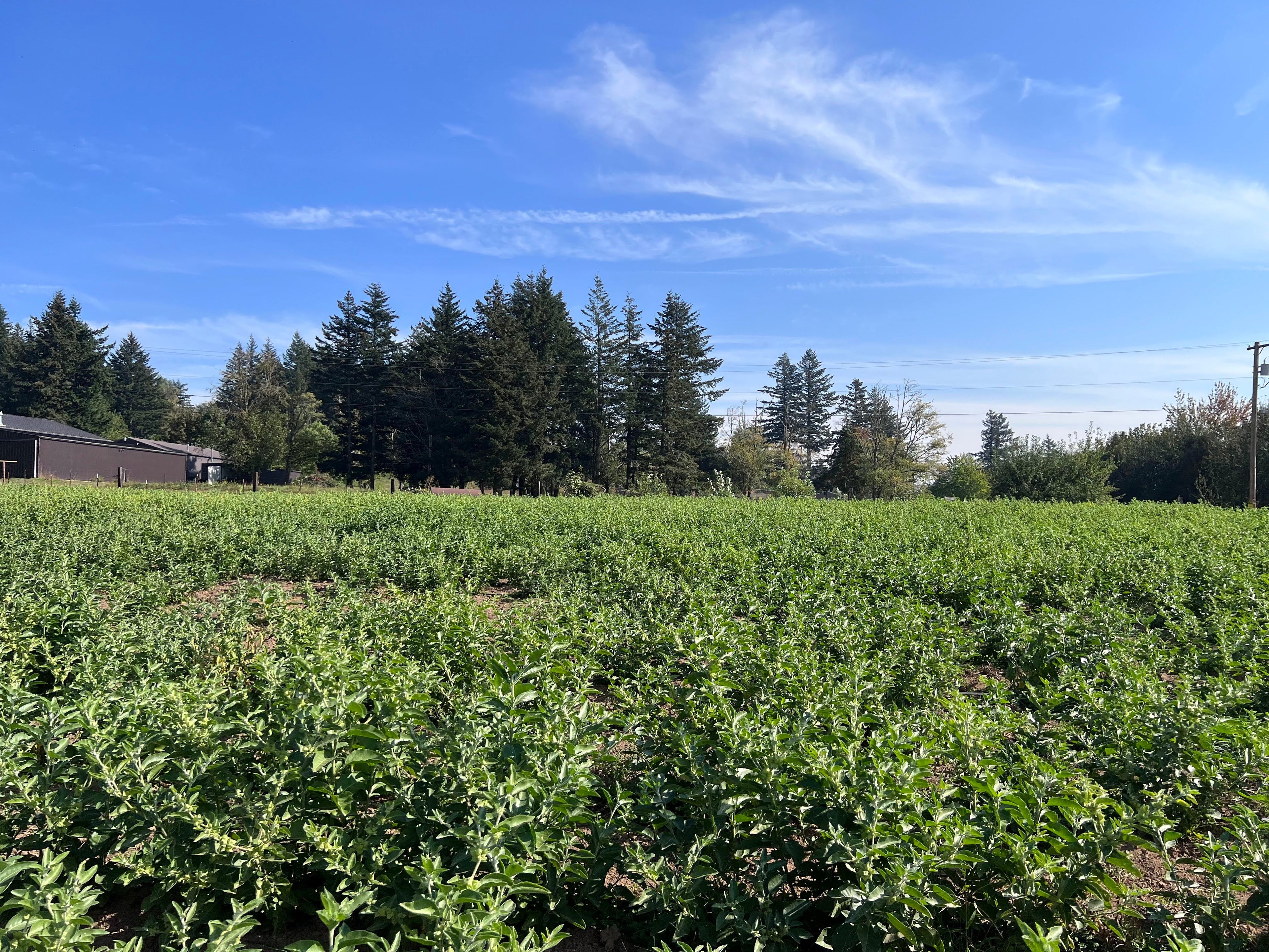 Hand-harvested Ashwagandha root from Portland Ashwagandha Farm